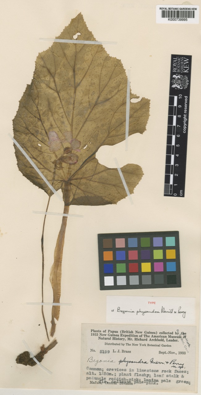 B. physandra